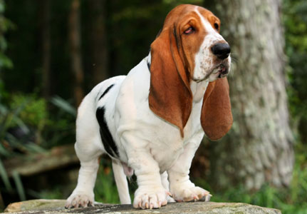 Basset_Hounds pictures