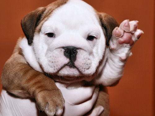 Bulldog Puppy pictures